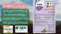 SEAWEED GEL